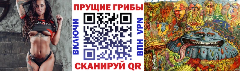 Псилоцибиновые грибы GOLDEN TEACHER Покачи